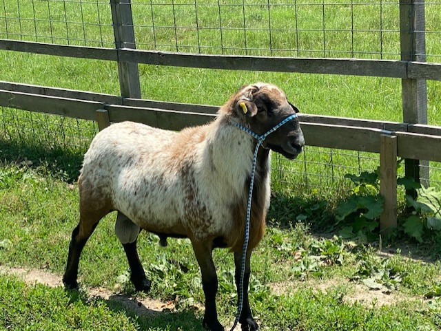 Sheep Breeds | Rustaret Farm
